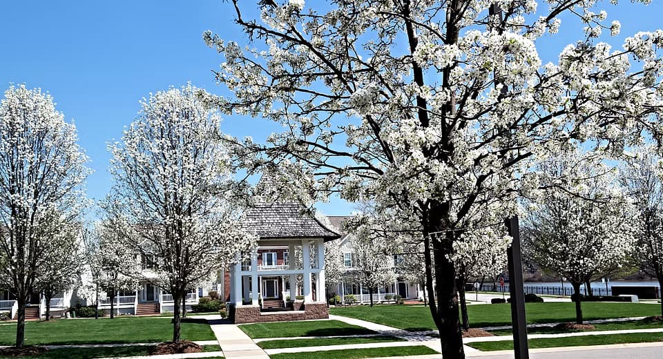 Spring tree blossoms in full bloom at therapy office grounds - beautiful pink and white flowers